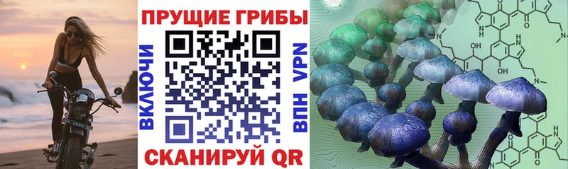Псилоцибиновые грибы прущие грибы  Ковдор 